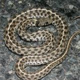 Checkered Garter Snake Facts And Pictures