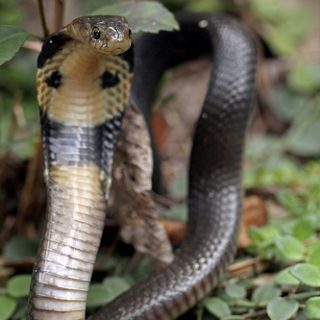 Chinese Cobra Facts and Pictures