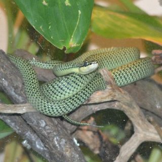 Golden Tree Snake Facts and Pictures