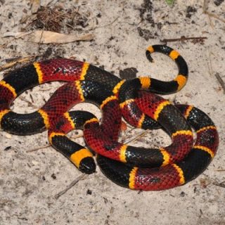 Eastern Coral Snake Facts and Pictures