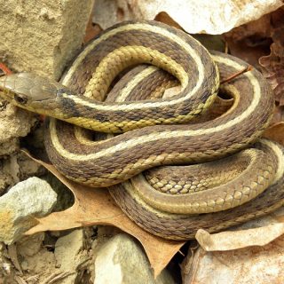 Eastern Ribbon Snake Facts and Pictures