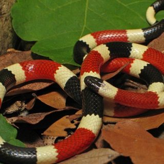 Arizona Coral Snake Facts and Pictures