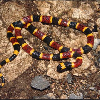 Texas Coral Snake Facts and Pictures