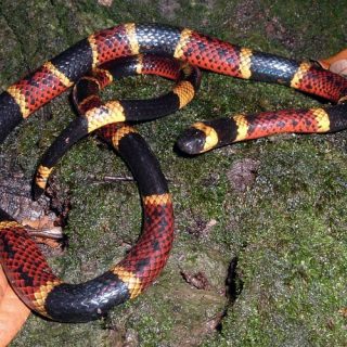 Texas Coral Snake Facts and Pictures