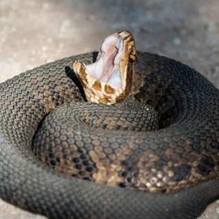 Cottonmouth Facts and Pictures