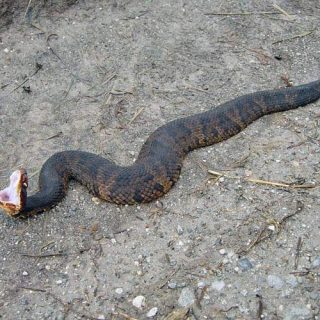 Cottonmouth Facts And Pictures