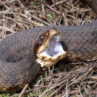 Cottonmouth Facts and Pictures