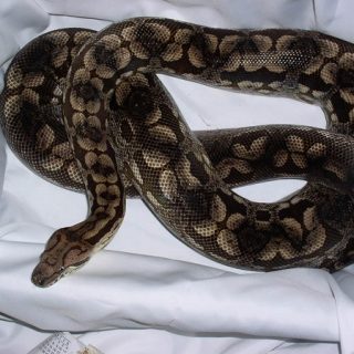 Dumeril's Boa Facts and Pictures