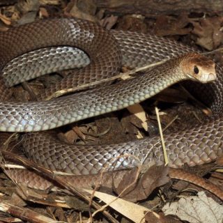 Eastern Brown Snake Facts and Pictures