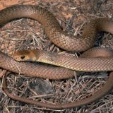 Eastern Brown Snake Facts and Pictures