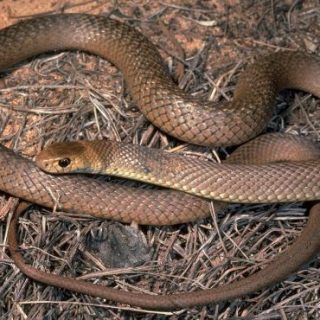 California Whipsnake Facts and Pictures