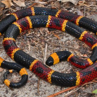 Eastern Coral Snake Facts And Pictures