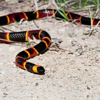 Eastern Coral Snake Facts and Pictures