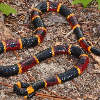 Eastern Coral Snake Facts And Pictures