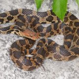 Eastern Fox Snake Facts and Pictures