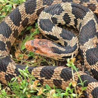 Eastern Fox Snake Facts and Pictures