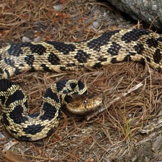 Eastern Fox Snake Facts and Pictures