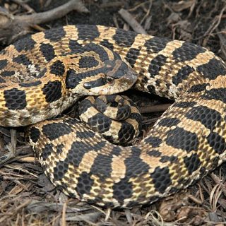 Eastern Hognose Snake Facts and Pictures