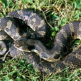 Eastern Hognose Snake Facts and Pictures