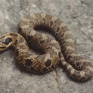 Eastern Hognose Snake Facts and Pictures