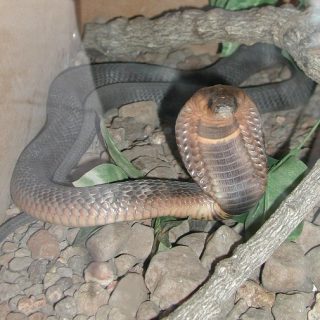 Egyptian Cobra Facts and Pictures