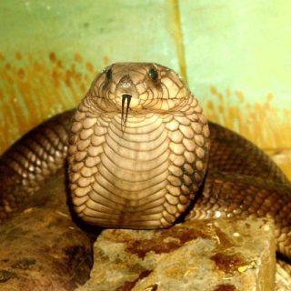 Egyptian Cobra Facts and Pictures