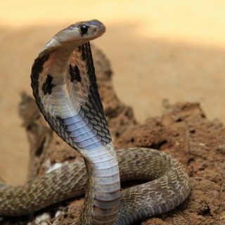 Egyptian Cobra Facts and Pictures