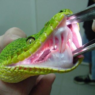 Emerald Tree Boa Facts and Pictures