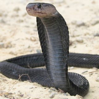 Equatorial Spitting Cobra Facts and Pictures | Reptile Fact