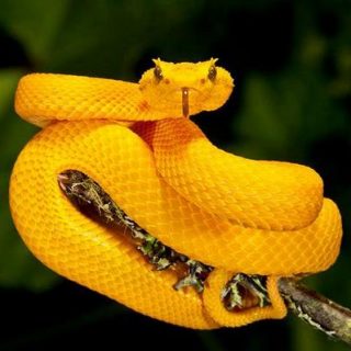 Eyelash Viper Facts and Pictures