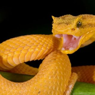 Eyelash Viper Facts and Pictures