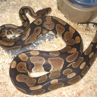 Ball Python Facts and Pictures