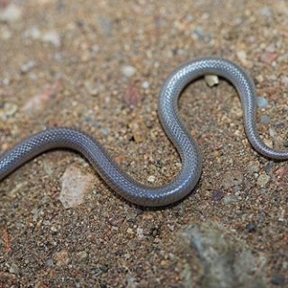 Black-Headed Snake Facts and Pictures