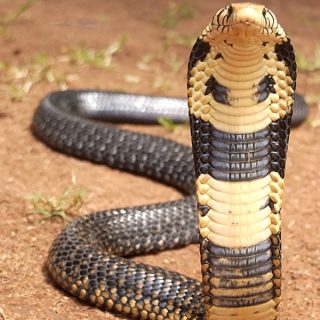 Forest Cobra Facts and Pictures