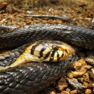 Forest Cobra Facts And Pictures