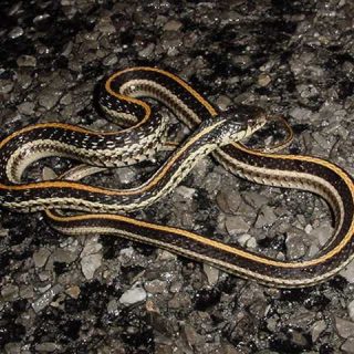 Texas Garter Snake Facts And Pictures