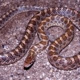 Glossy Snake Facts and Pictures