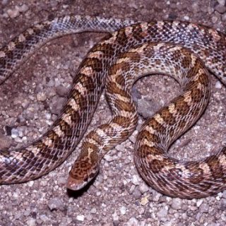 Yellow-Spotted Wolf Snake Facts and Pictures