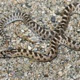 Glossy Snake Facts and Pictures