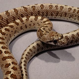 Glossy Snake Facts and Pictures