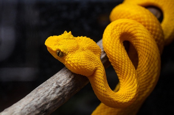 Eyelash Viper Facts and Pictures | Reptile Fact