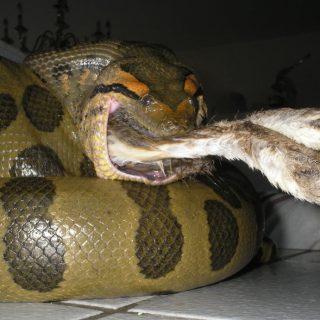 Green Anaconda Facts and Pictures