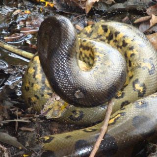 Green Anaconda Facts and Pictures