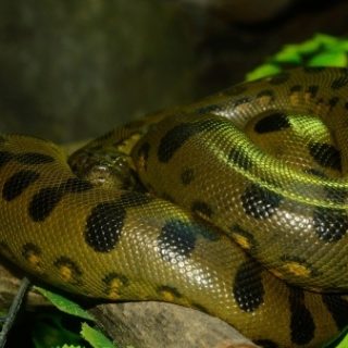 Green Anaconda Facts and Pictures