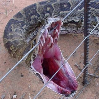 anaconda fence pythons auschwitz ular anacondas