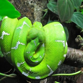 Emerald Tree Boa Facts and Pictures