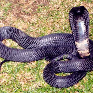 Black-Necked Spitting Cobra Facts and Pictures