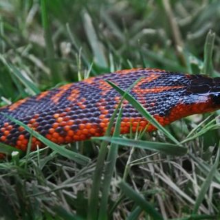 Collett's Snake Facts and Pictures