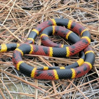 Eastern Coral Snake Facts and Pictures