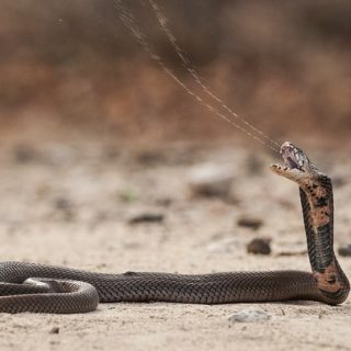 Mozambique Spitting Cobra Facts and Pictures